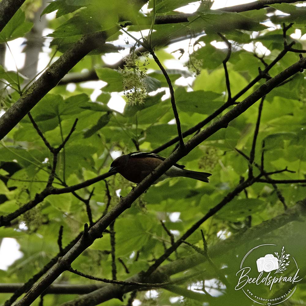 Vink