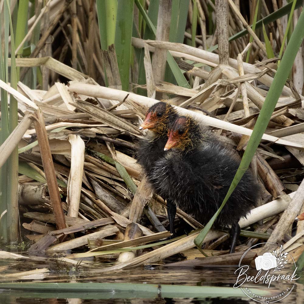 jonge meerkoetjes