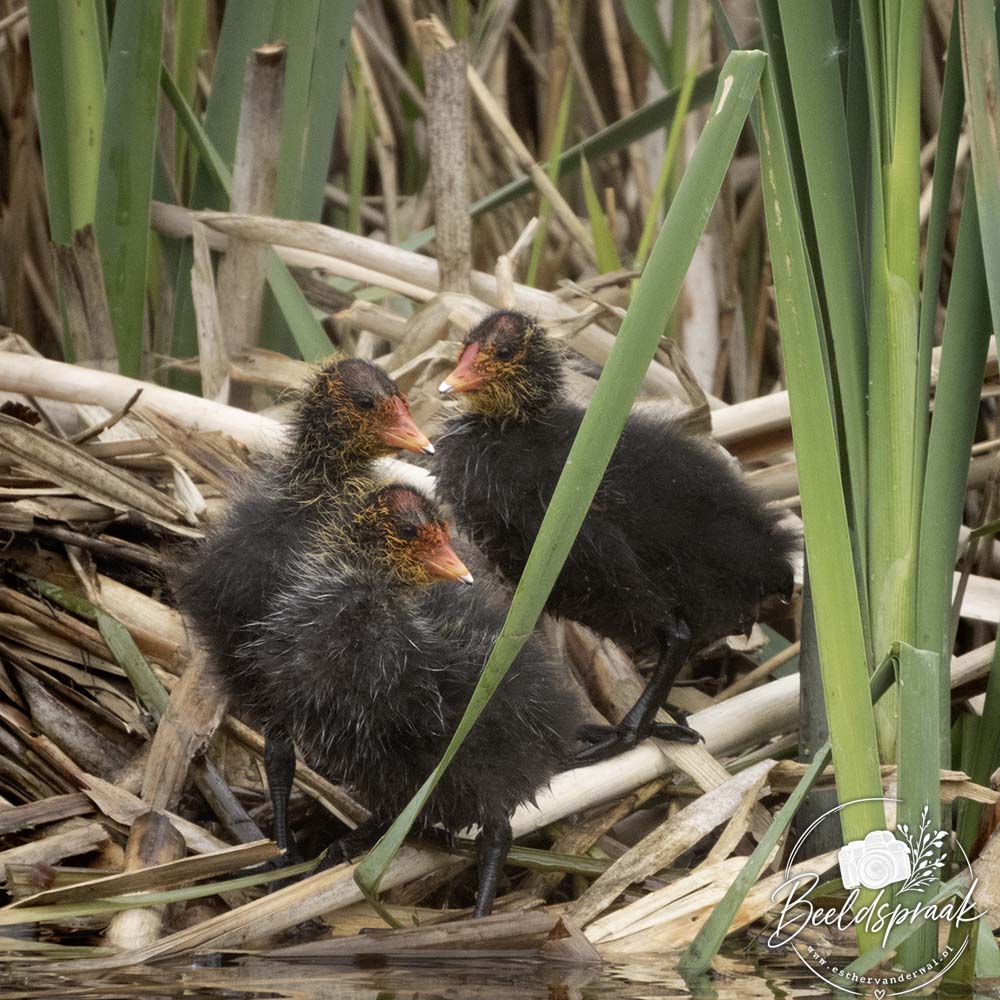jonge meerkoetjes