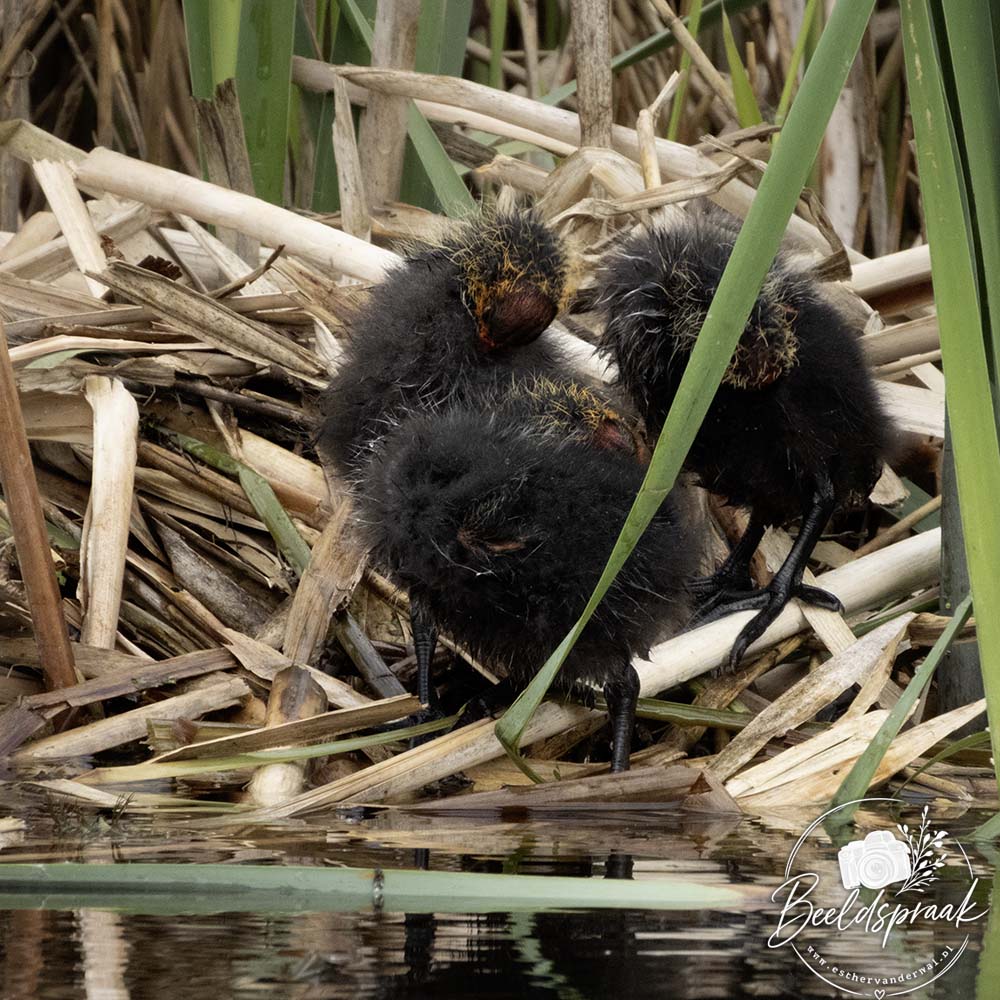 Jonge meerkoetjes
