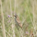 Weer nieuw stuk natuur in Nationaal Park Lauwersmeer ontdekt