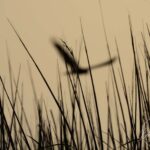 Weer een magische avondwandeling nabij Holwerd