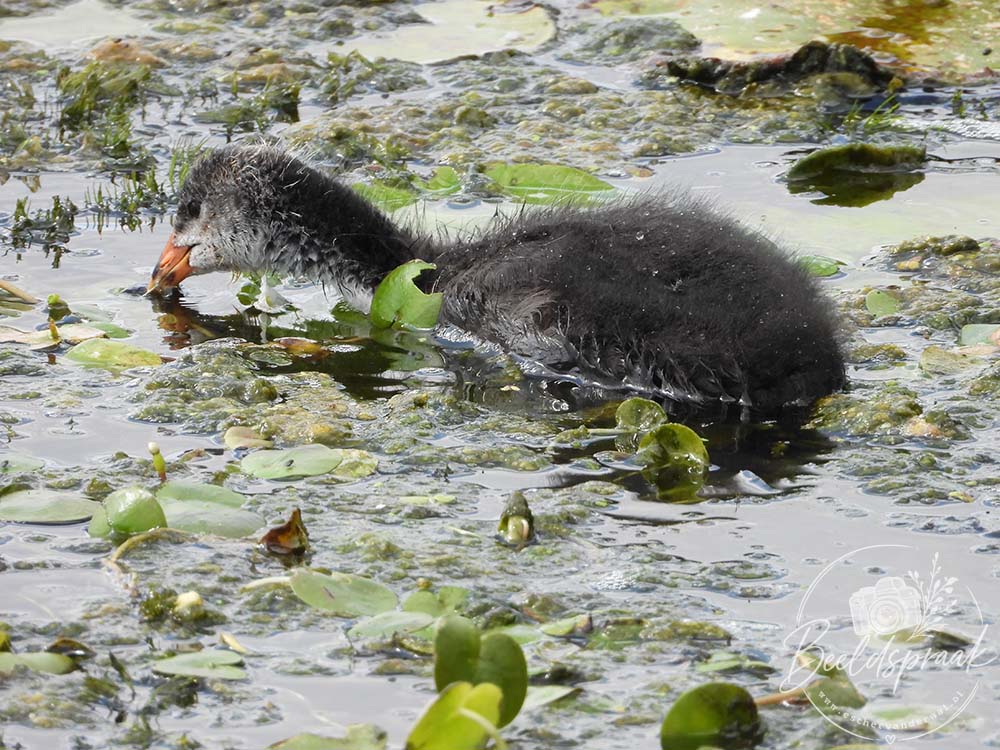 Meerkoetkuiken