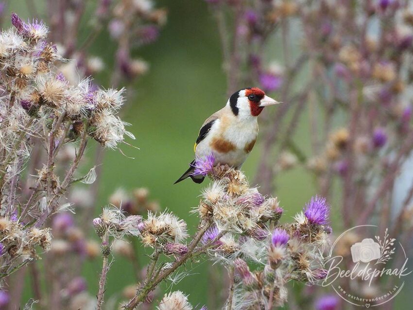 Distelvink (Putter)