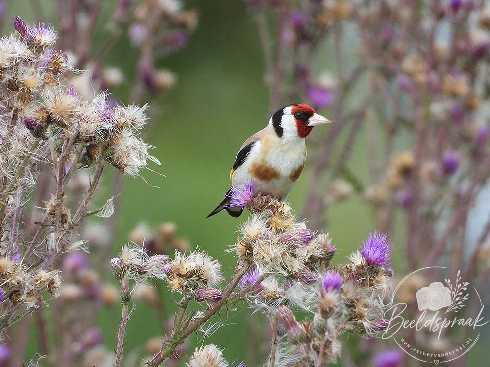 Distelvink (Putter)