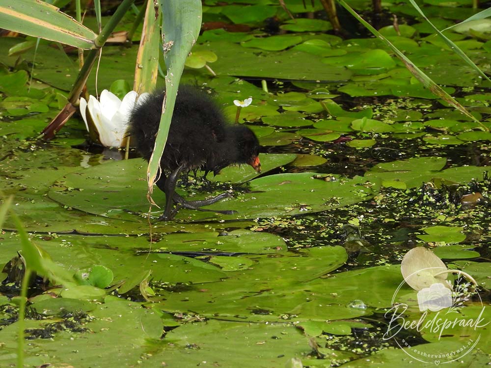 Jonge Waterhoen