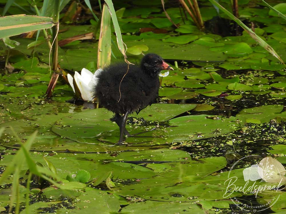 Jonge Waterhoen