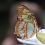 Een tropisch uitstapje naar Pantropica