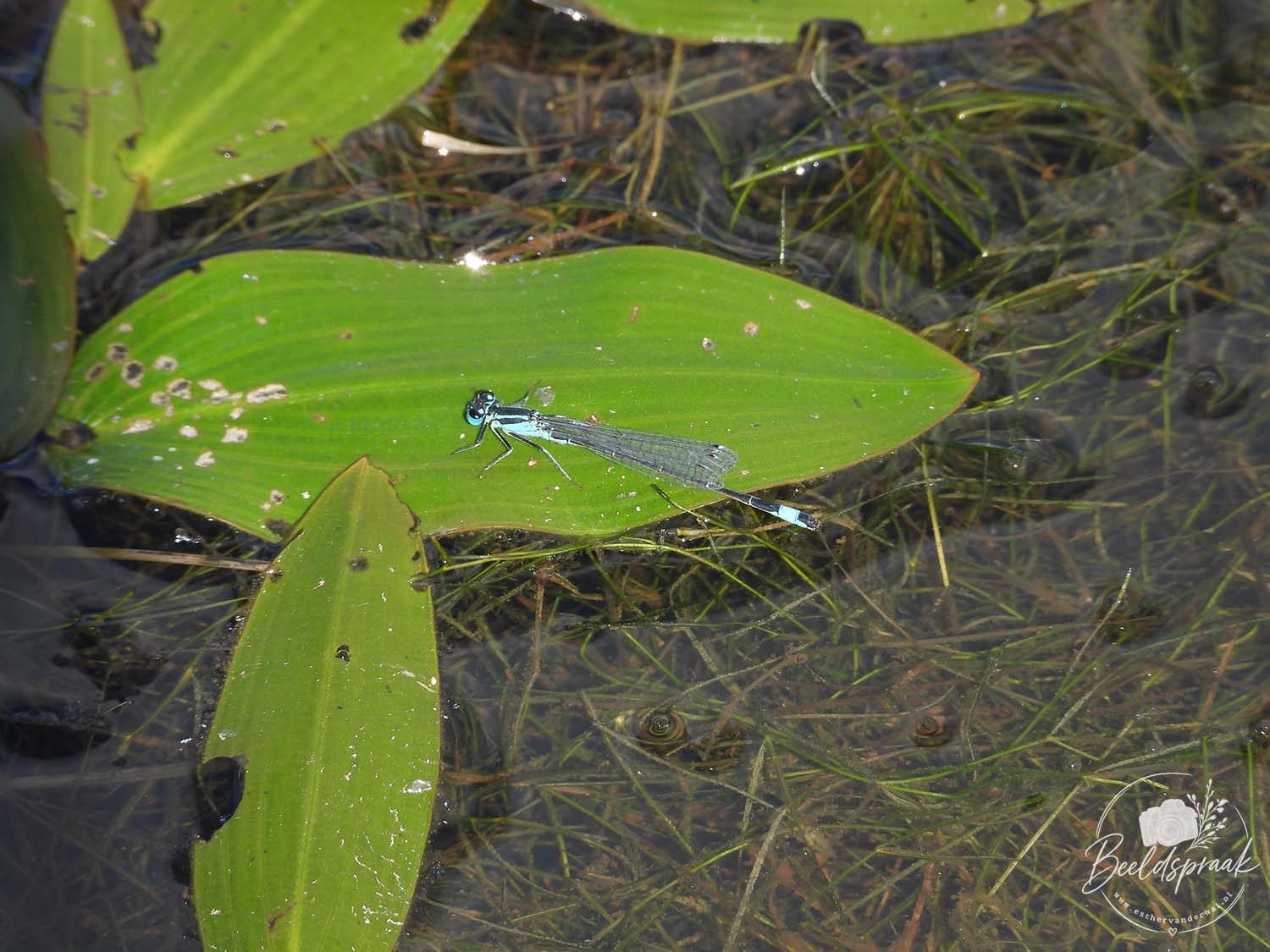 Waterjuffer | Lantaarntje
