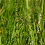Wandeling door De Twijzelermieden
