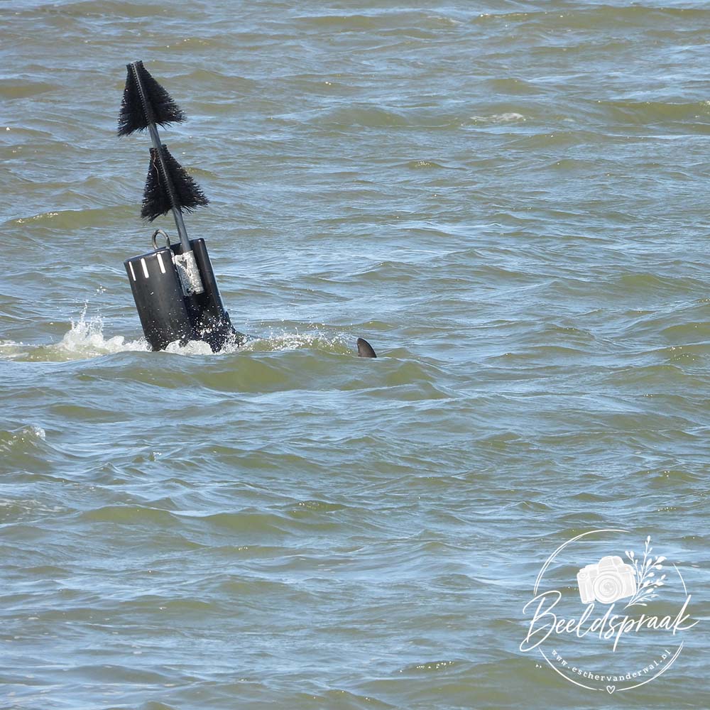 Dolfijn in de Waddenzee bij Lauwersoog