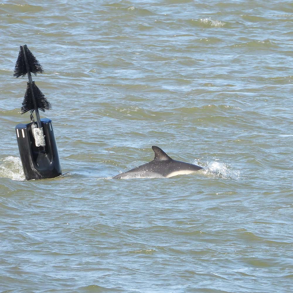 Dolfijn in de Waddenzee bij Lauwersoog