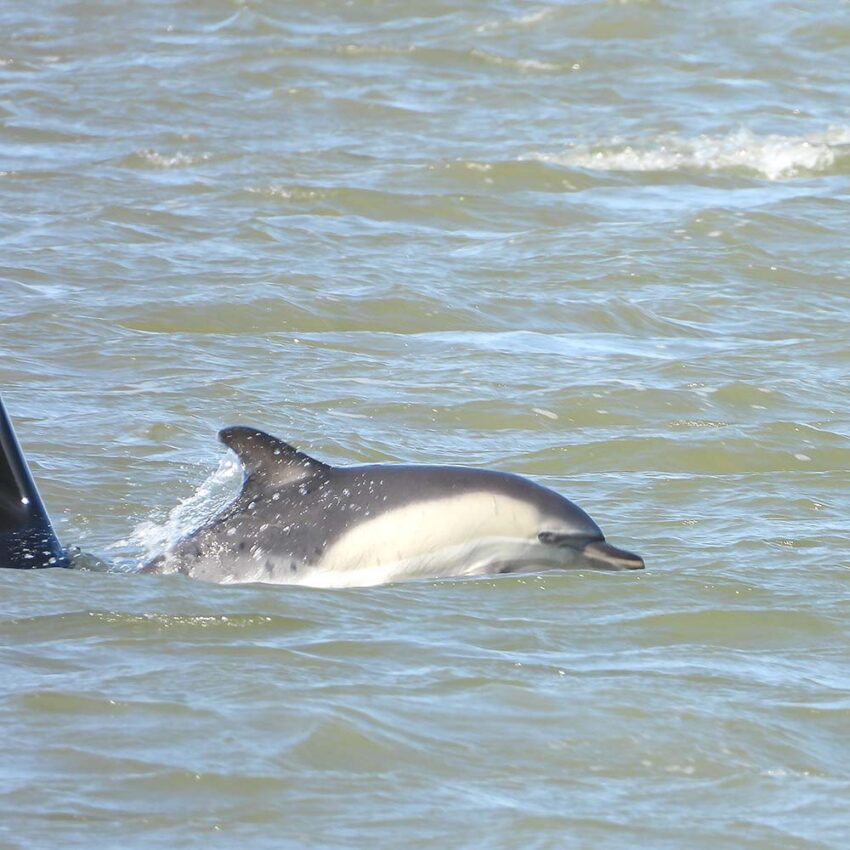 Dolfijn in de Waddenzee bij Lauwersoog