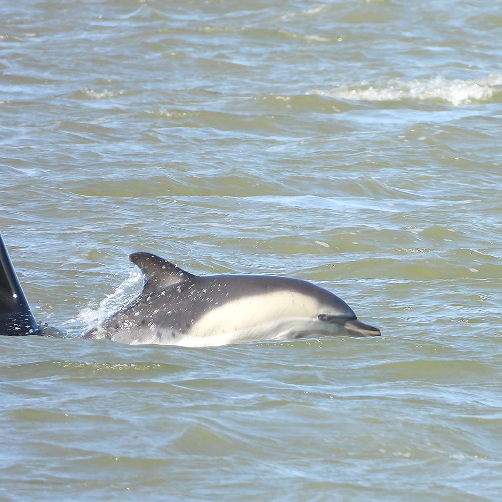 Dolfijn in de Waddenzee bij Lauwersoog