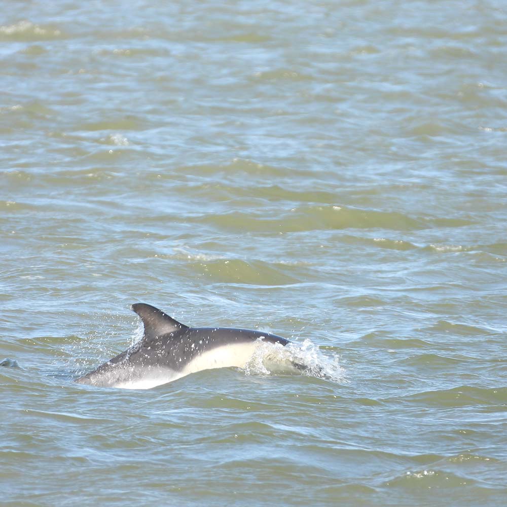 Dolfijn in de Waddenzee bij Lauwersoog
