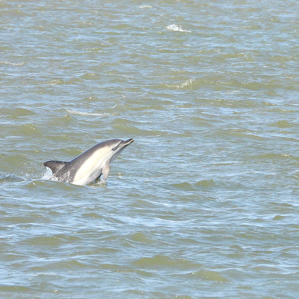 Dolfijn in de Waddenzee bij Lauwersoog