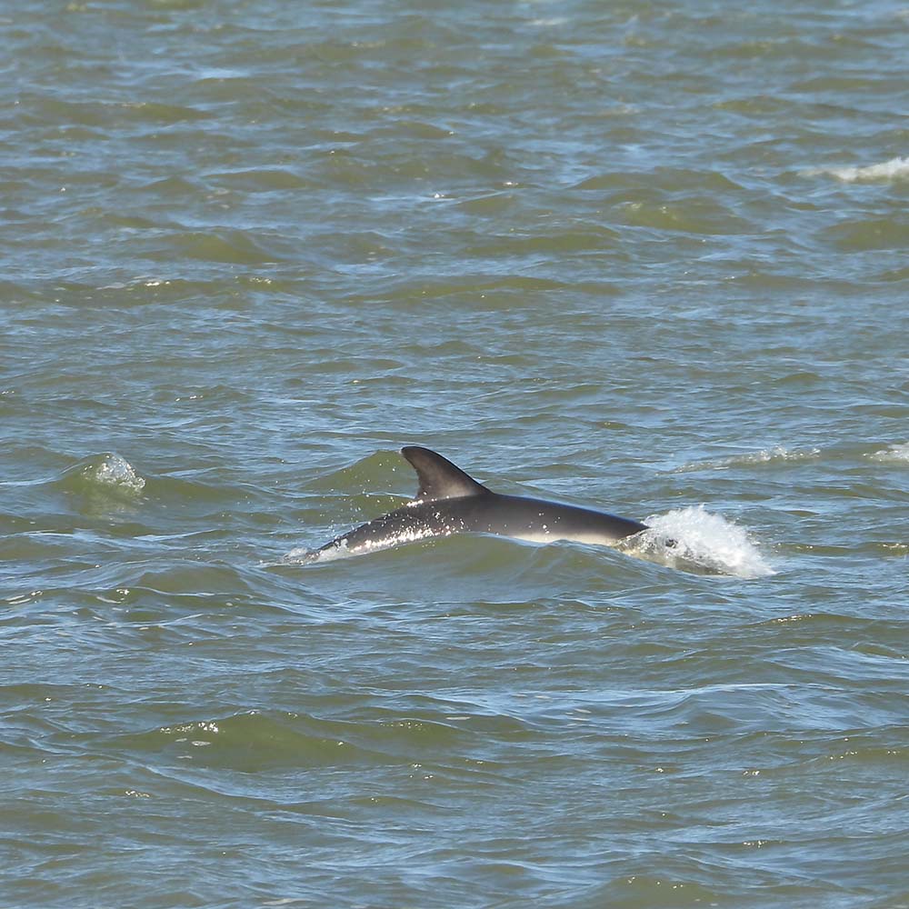 Dolfijn in de Waddenzee bij Lauwersoog