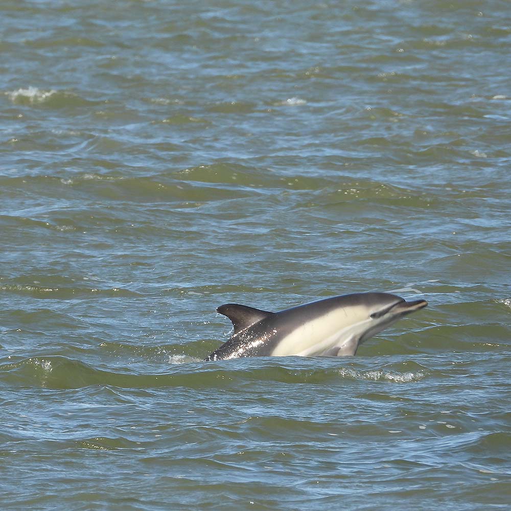 Dolfijn in de Waddenzee bij Lauwersoog