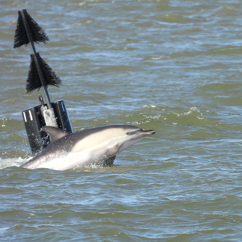 Dolfijn in de Waddenzee bij Lauwersoog