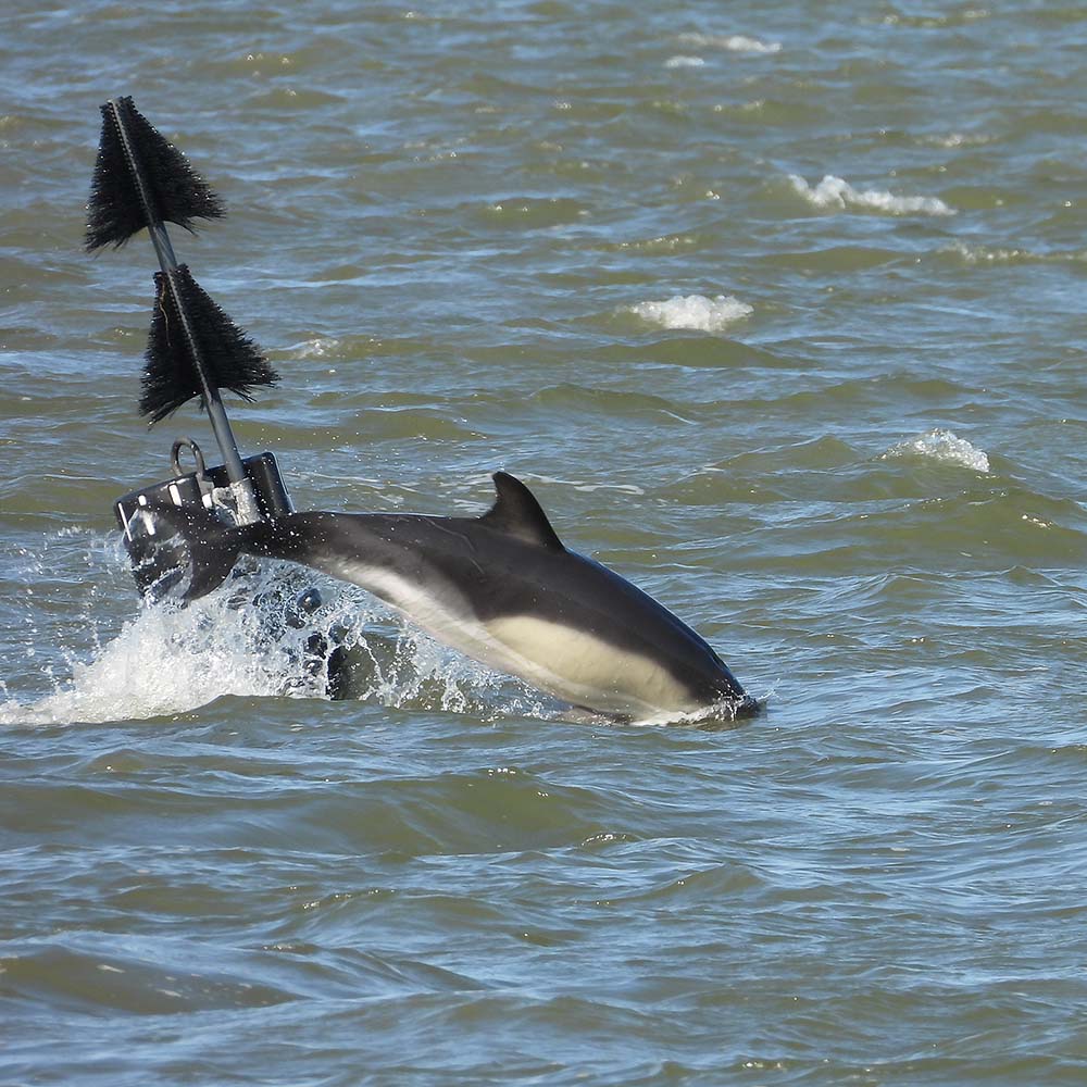 Dolfijn in de Waddenzee bij Lauwersoog