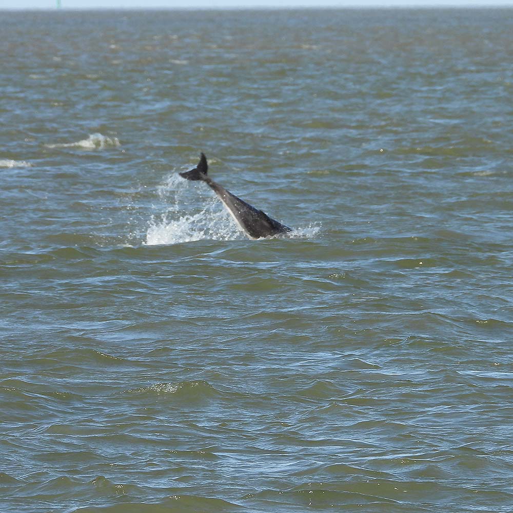 Dolfijn in de Waddenzee bij Lauwersoog