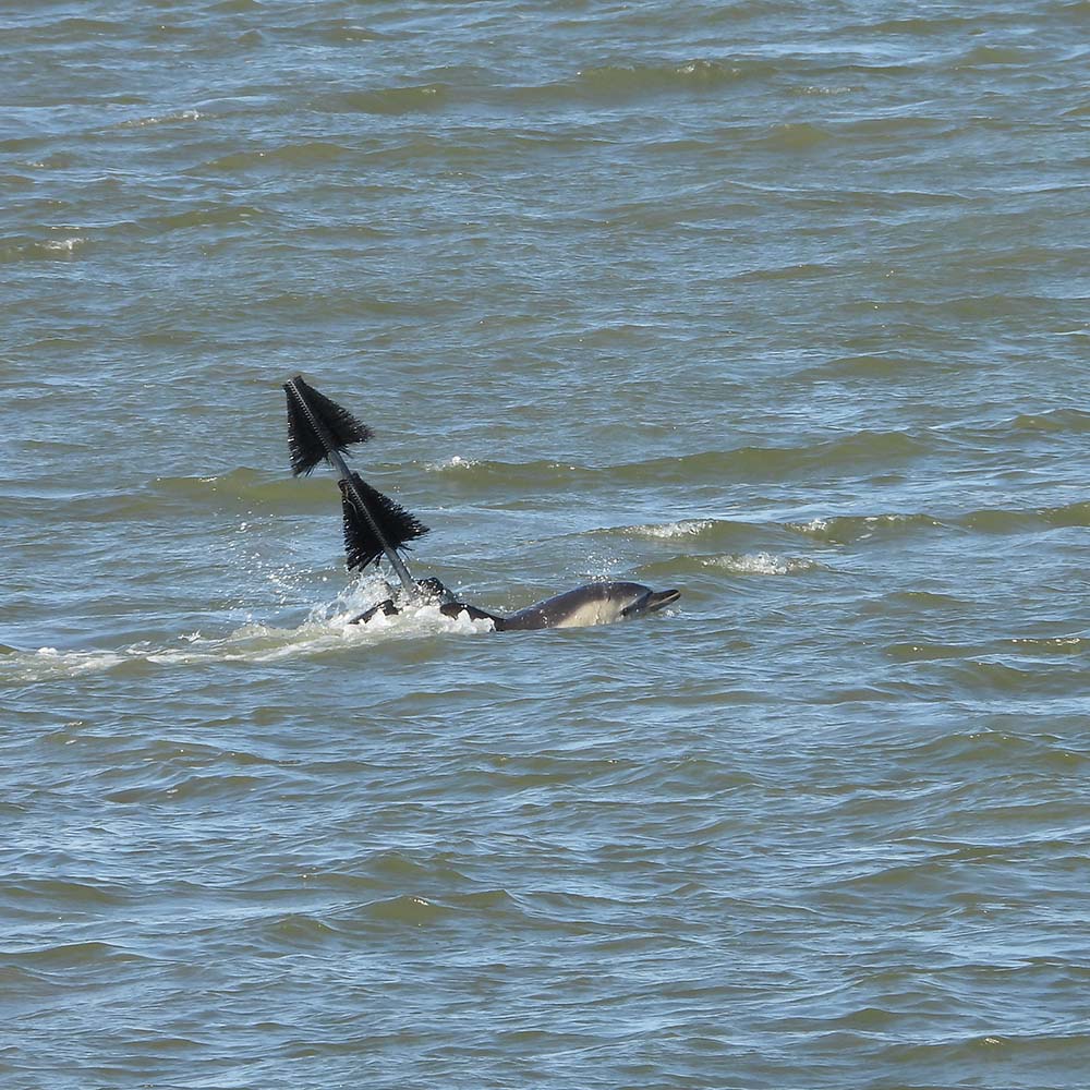 Dolfijn in de Waddenzee bij Lauwersoog