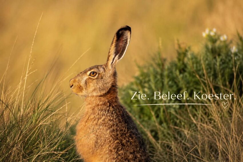Foto;s Bestellen