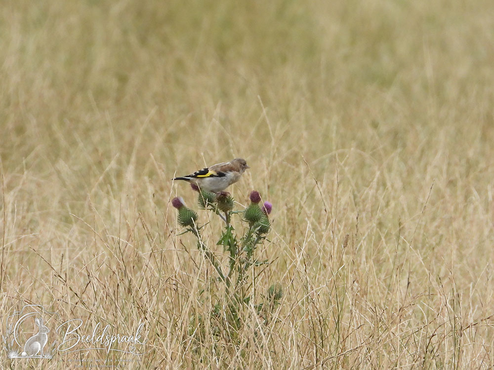 Distelvink