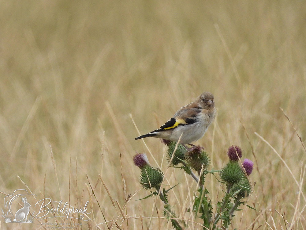 Distelvink