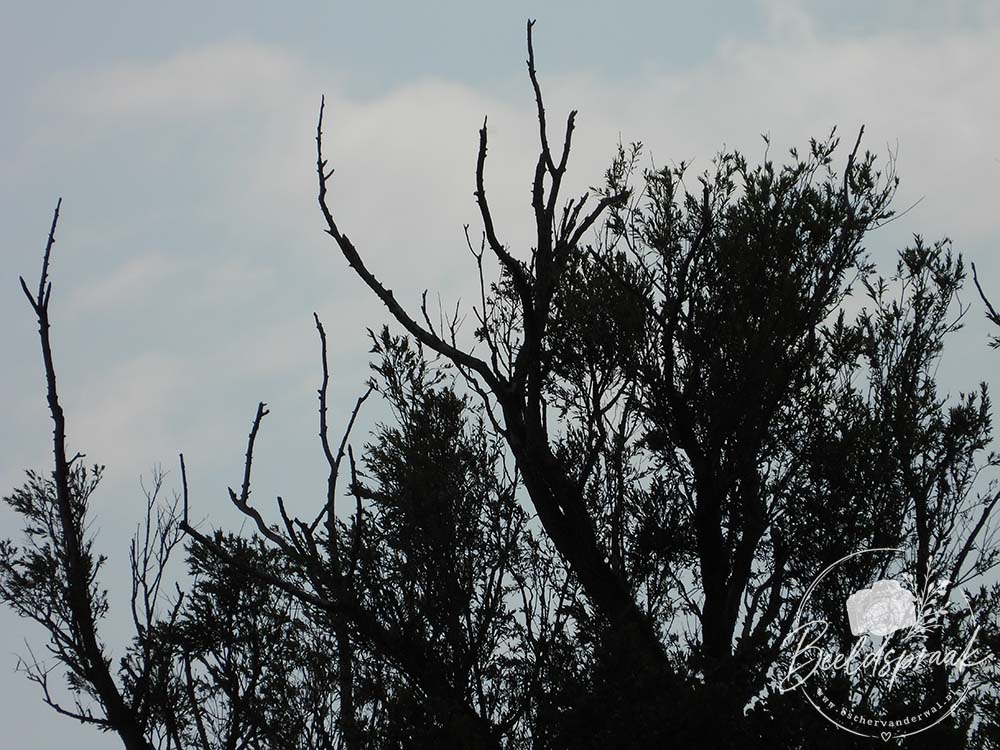 De lege boom