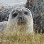 Zeehondjes, zeehondjes en nóg meer zeehondjes!