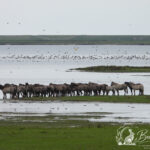 Vogelkijkplaats Dark Sky Lauwersoog