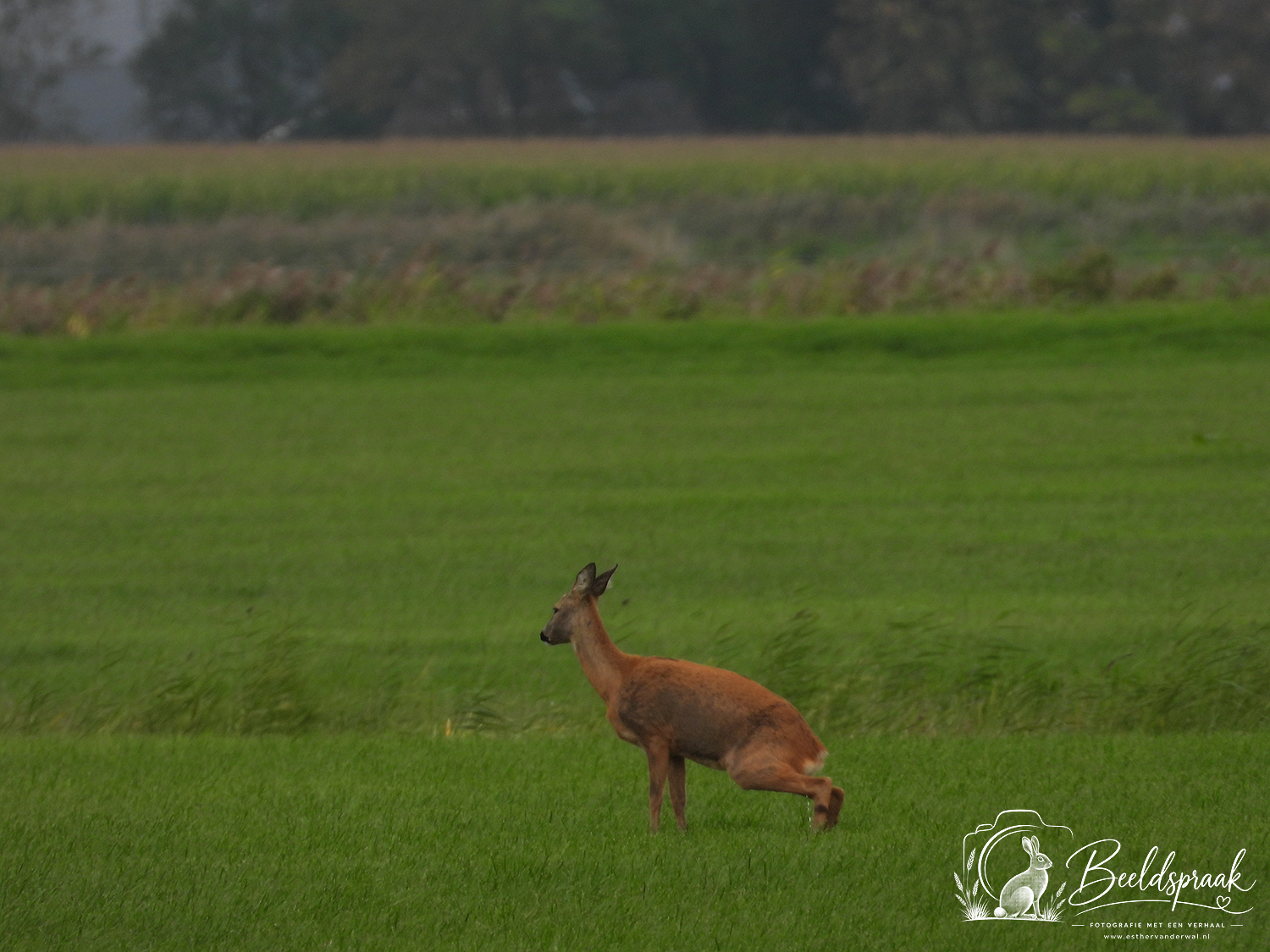 Ree moet ook plassen