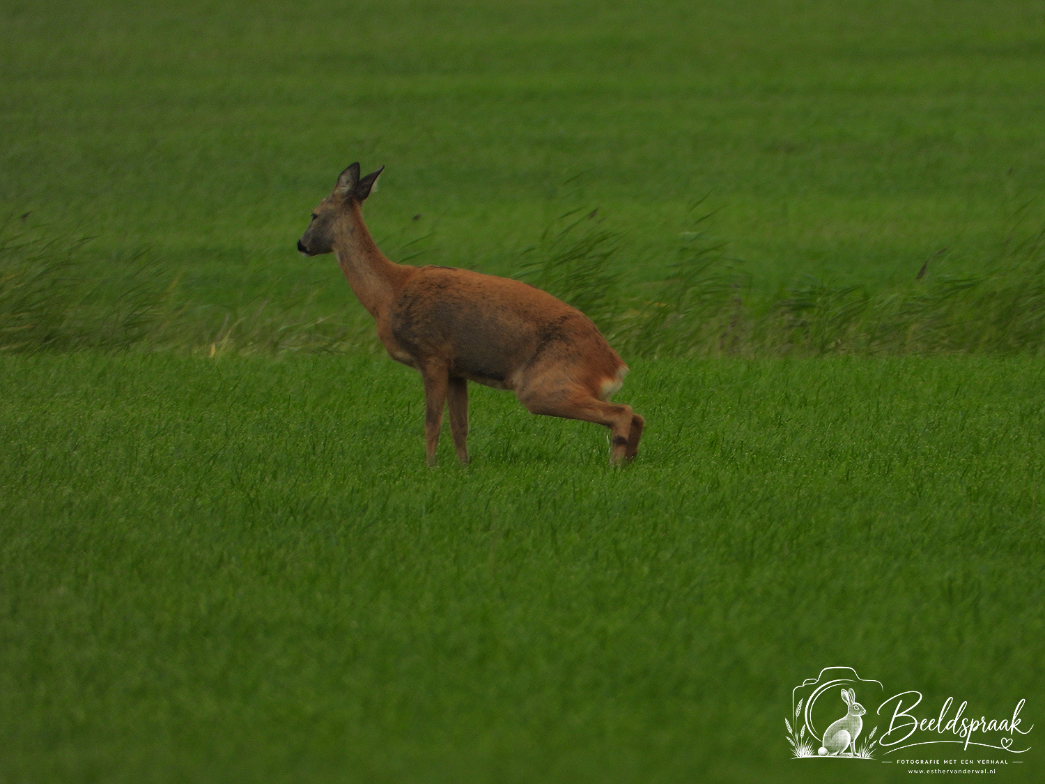 Ree moet ook plassen