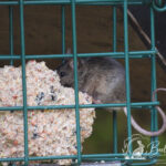 Vogelmuisje
