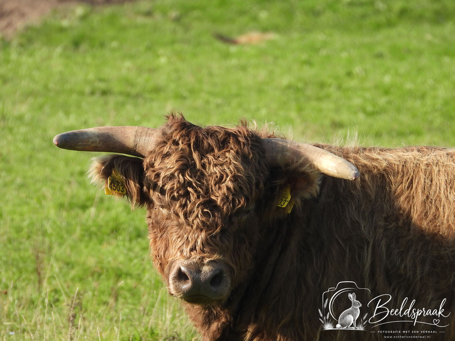 Hooglanders