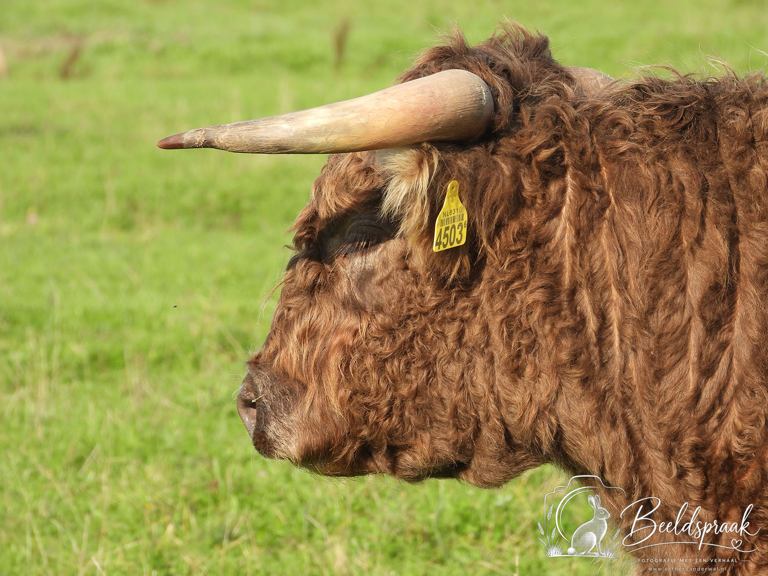 Hooglanders