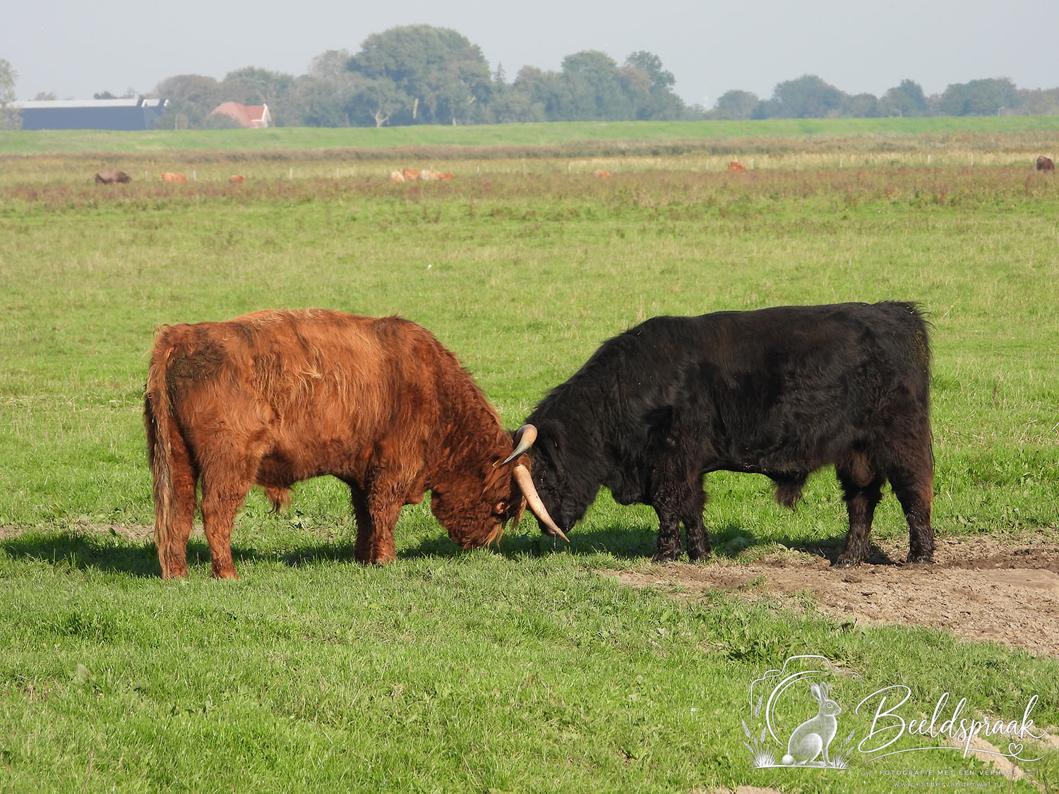 Hooglanders