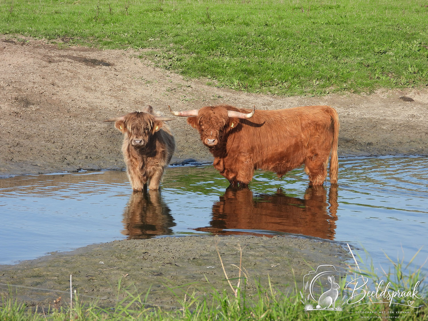 Hooglanders