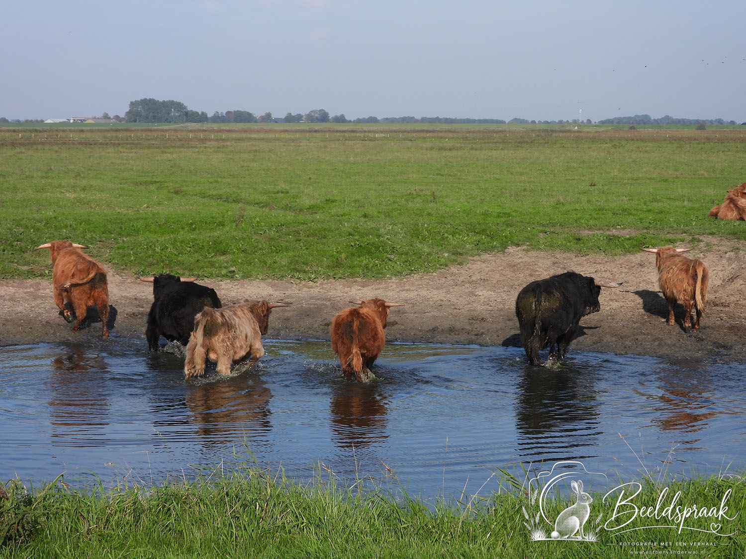 Hooglanders